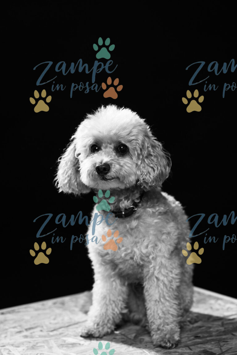 zampeinposa0062